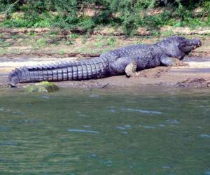Crocodiles at Tikarpada